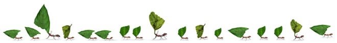 Antillo Ants walking image
